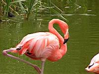 Flamand rouge de Cuba, Phoenicopterus ruber (Photo F. Mrugala) (4)